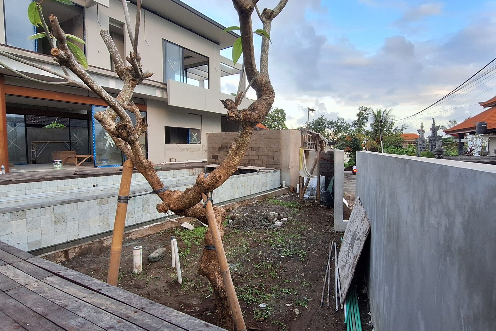 Before: bare soil and a braced frangipani beside the stone-clad pool wall.